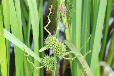 Sparganium erectum