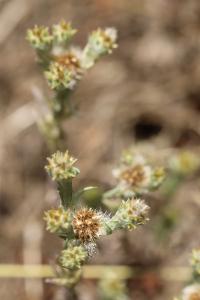 Immortelle d'Allemagne