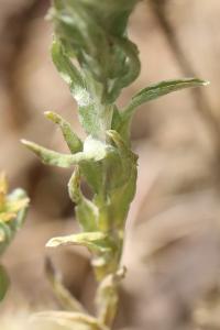 Immortelle d'Allemagne