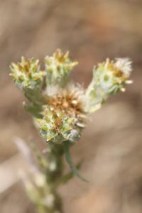 Immortelle d'Allemagne