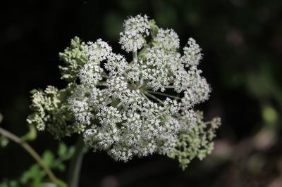 Angelica sylvestris