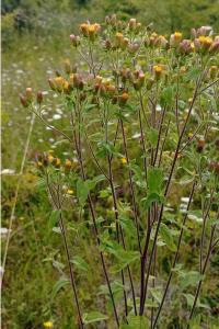 <i>Inula conyzae</i>