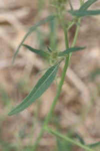 Arroche étalée