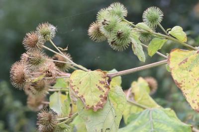 Arctium lappa