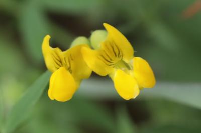 Lathyrus pratensis