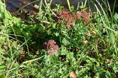 Herbe de saint Jean