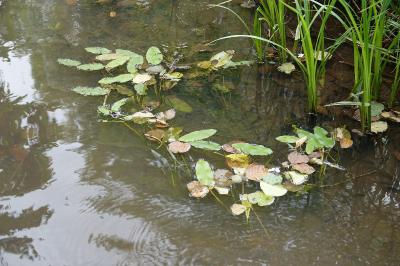 Potamot nageant