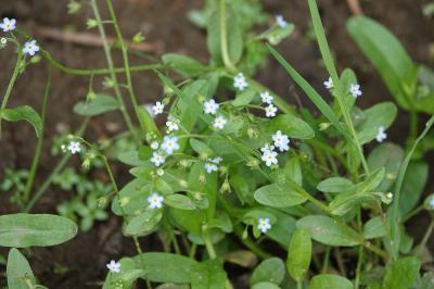 Myosotis scorpioides