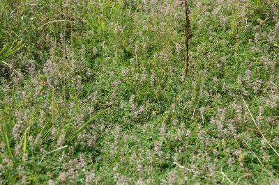 <i>Thymus praecox</i>