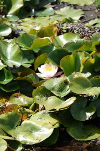 Nénuphar blanc
