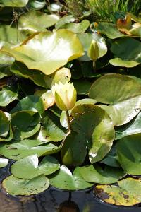Nénuphar blanc