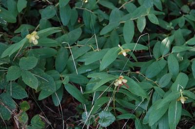 Millepertuis calycinal