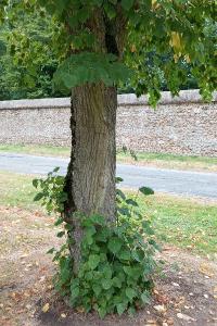 Tilleul à grandes feuilles