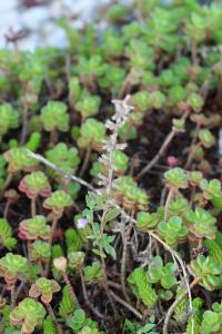 <i>Ziziphora acinos</i>
