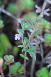 <i>Ziziphora acinos</i>