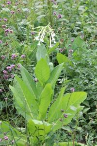 <i>Nicotiana sylvestris</i>