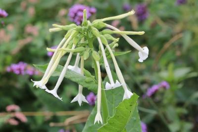 <i>Nicotiana sylvestris</i>