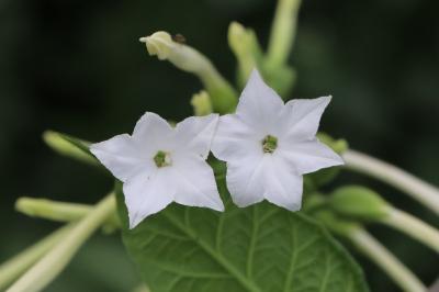 <i>Nicotiana sylvestris</i>