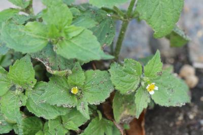 Galinsoga cilié
