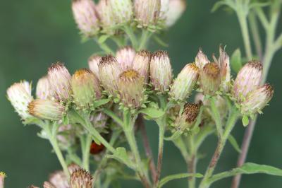 <i>Inula conyzae</i>