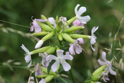 Saponaire officinale
