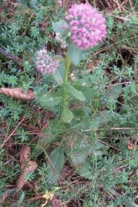 Hylotelephium telephium