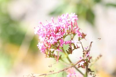 Centranthe rouge