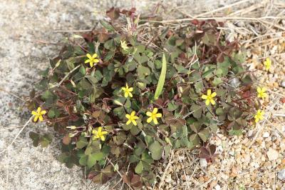 Oxalis corniculé