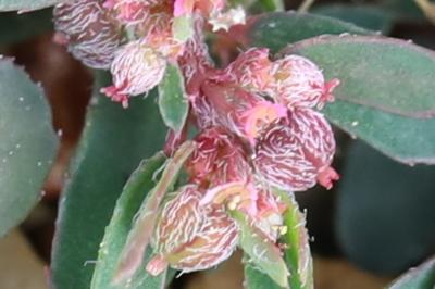 Euphorbe maculée