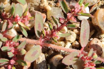 Euphorbe maculée