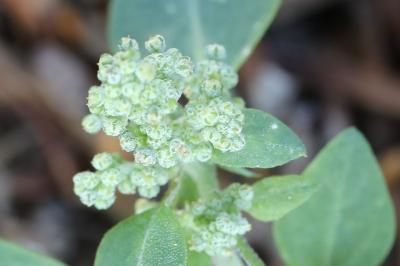 Chénopode fétide
