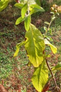 <i>Inula conyzae</i>