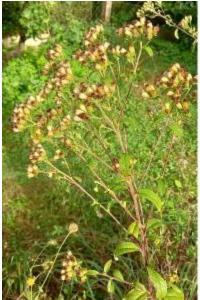 <i>Inula conyzae</i>
