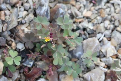 Oxalis corniculé