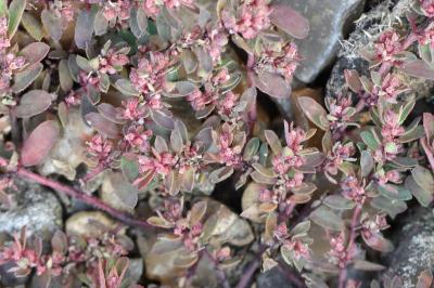 Euphorbe maculée