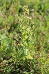 Chénopode à feuilles de Stramoine