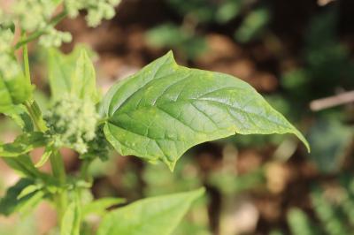 Chénopode à feuilles de Stramoine