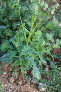 Chénopode à feuilles de Stramoine