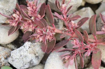 Euphorbe maculée