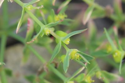 Euphorbia exigua