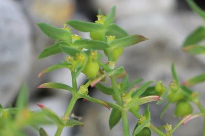 Euphorbia exigua