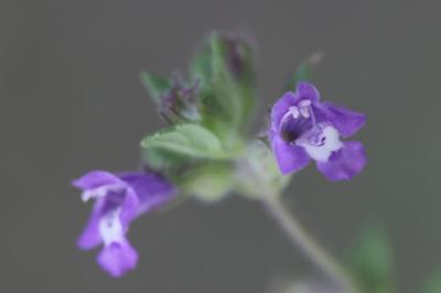 <i>Ziziphora acinos</i>
