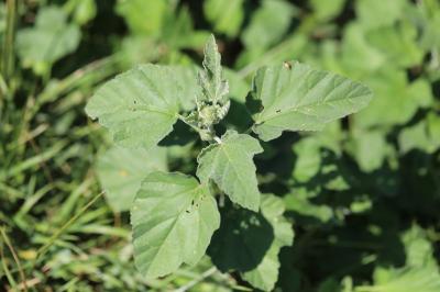 Guimauve officinale