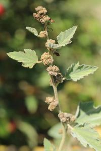 Guimauve officinale