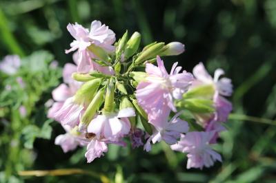 Saponaire officinale