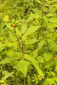 Bident trifolié
