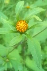 Bident trifolié