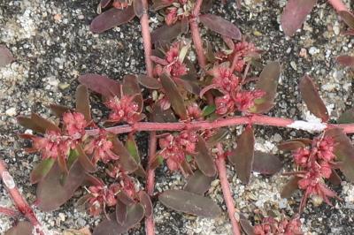Euphorbe maculée
