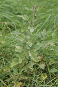 Guimauve officinale
