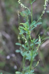 Mélilot blanc